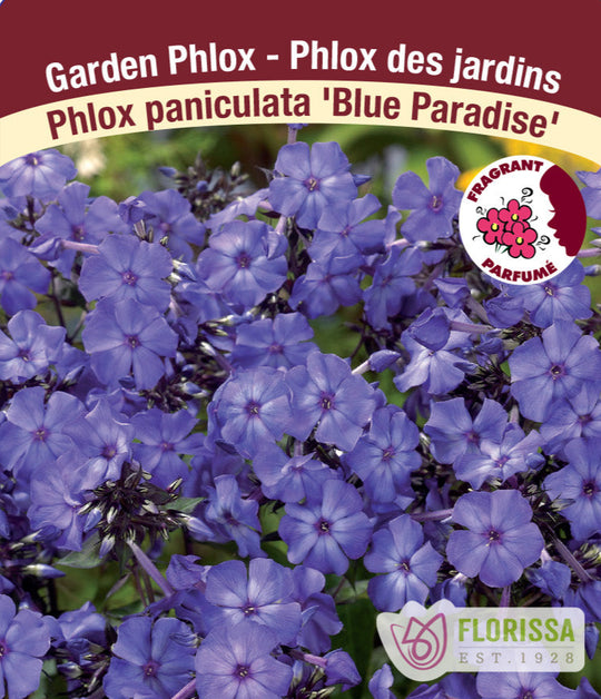 Phlox - Blue Paradise, 1 Pack