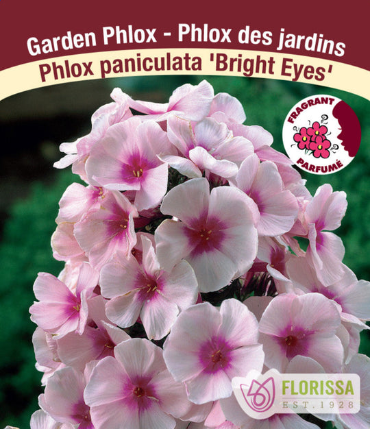 Phlox - Bright Eyes, 1 Pack