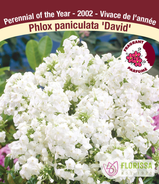 Phlox - David, 1 Pack