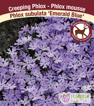 Phlox - Emerald Blue, 1 Pack