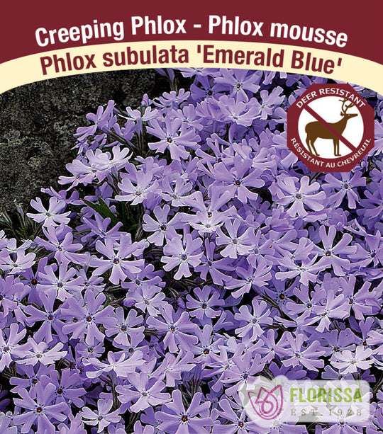 Phlox - Emerald Blue, 1 Pack