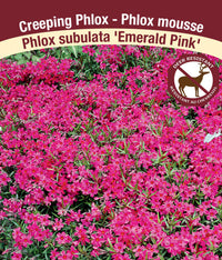 Phlox - Emerald Pink, 1 Pack
