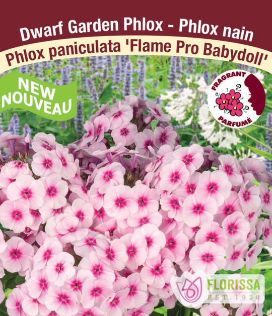 Phlox - Flame Pro Babydoll, 1 Pack