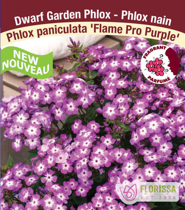 Phlox - Flame Pro Purple, 1 Pack