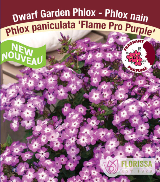 Phlox - Flame Pro Purple, 1 Pack