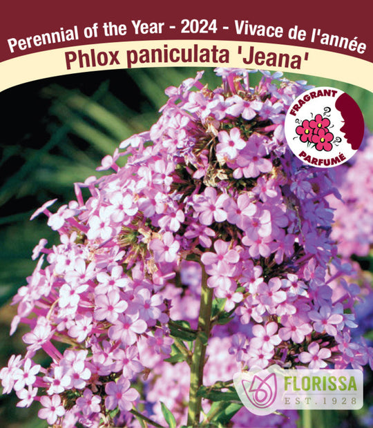 Phlox - Jeana, 1 Pack