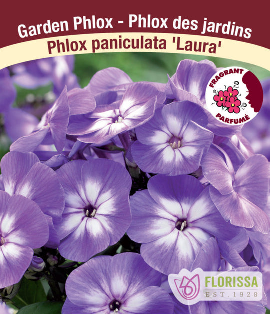 Phlox - Laura, 1 Pack