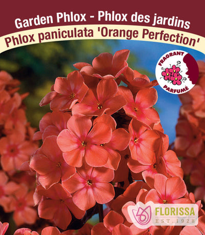 Phlox - Orange Perfection, 1 Pack