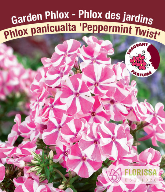 Phlox - Peppermint Twist, 1 Pack