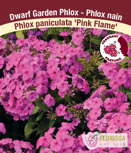 Phlox - Pink Flame, 1 Pack