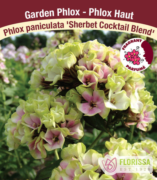 Phlox - Sherbet Cocktail Blend, 1 Pack