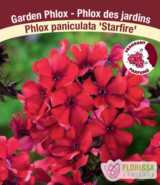 Phlox - Starfire, 1 Pack