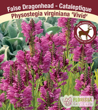 Physostegia - Vivid, 1 Pack