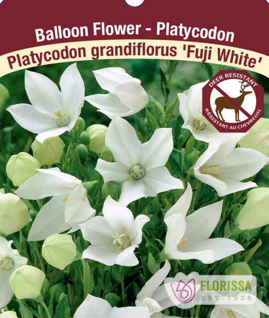 Platycodon - Fuji White, 1 Pack