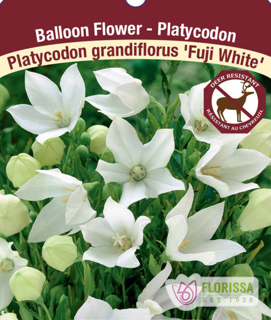 Platycodon - Fuji White, 1 Pack