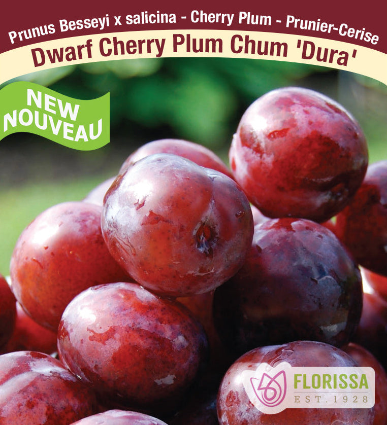 Plum Chum Cherry Plants
