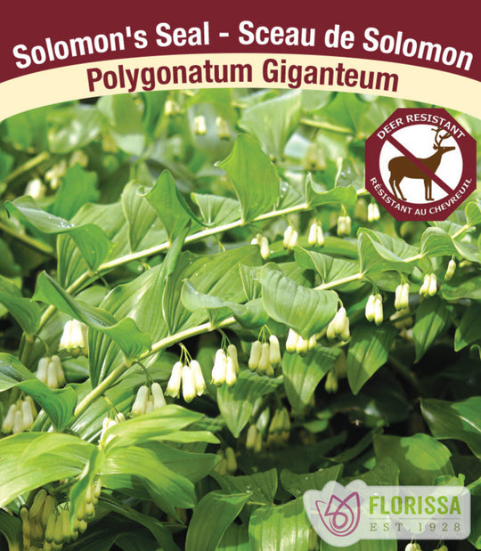 Polygonatum commutatum - Giganteum, 1 Pack