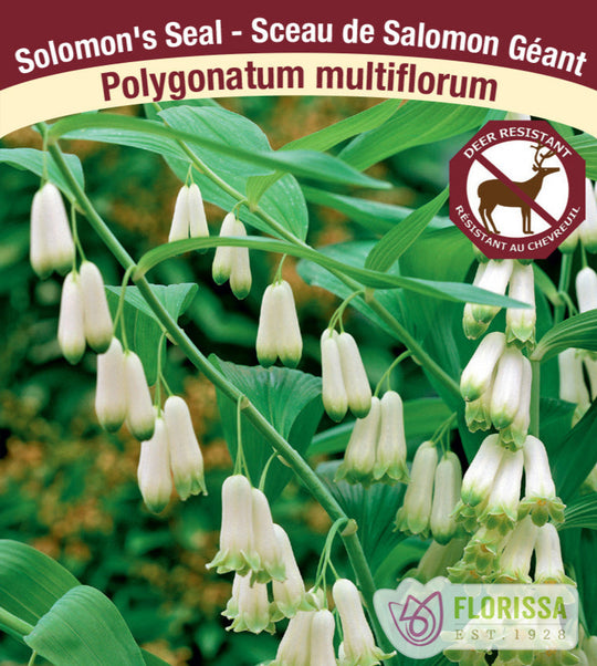 Polygonatum muliflorum, 1 Pack