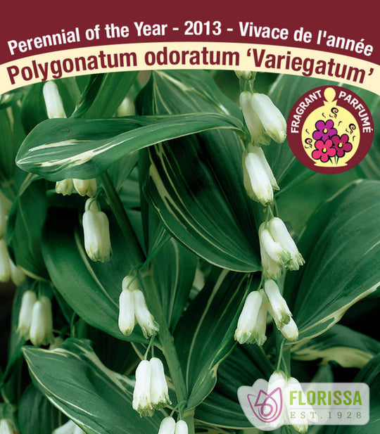 Polygonatum odoratum - Variegatum, 1 Pack