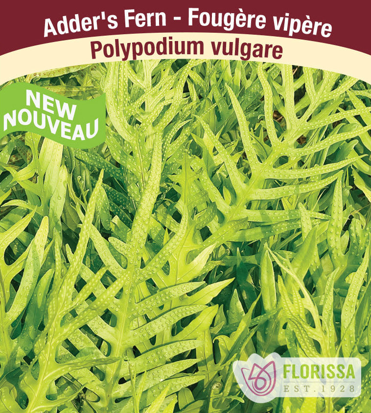 Adder's Fern - Polypodium vulgare, 1 Pack