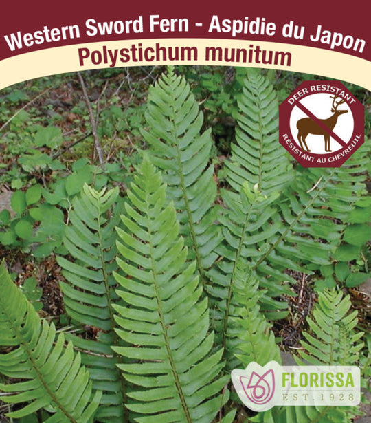 Western Sword Fern - Polystichum munitum, 1 Pack