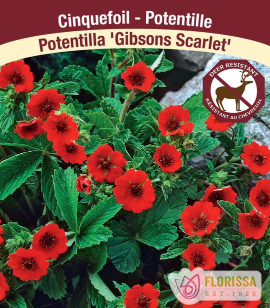 Potentilla - Gibson's Scarlet, 1 Pack