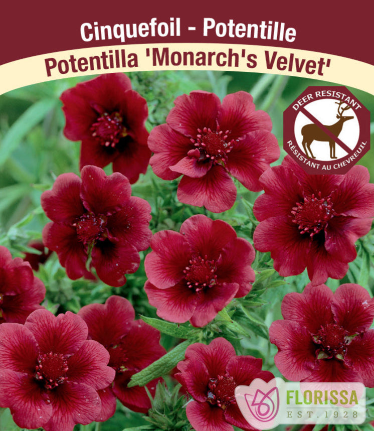 Potentilla - Monarch's Velvet, 1 Pack