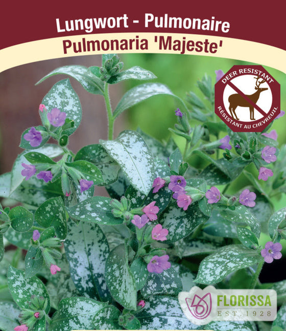 Lungwort - Majeste, 1 Pack