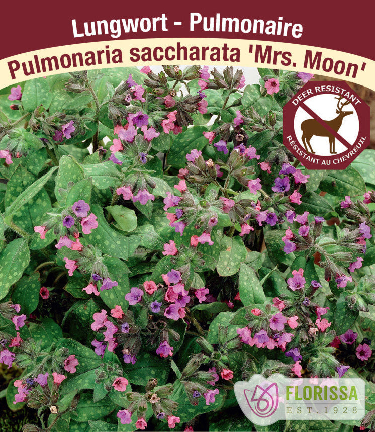 Pulmonaria saccharata - Mrs. Moon, 1 Pack