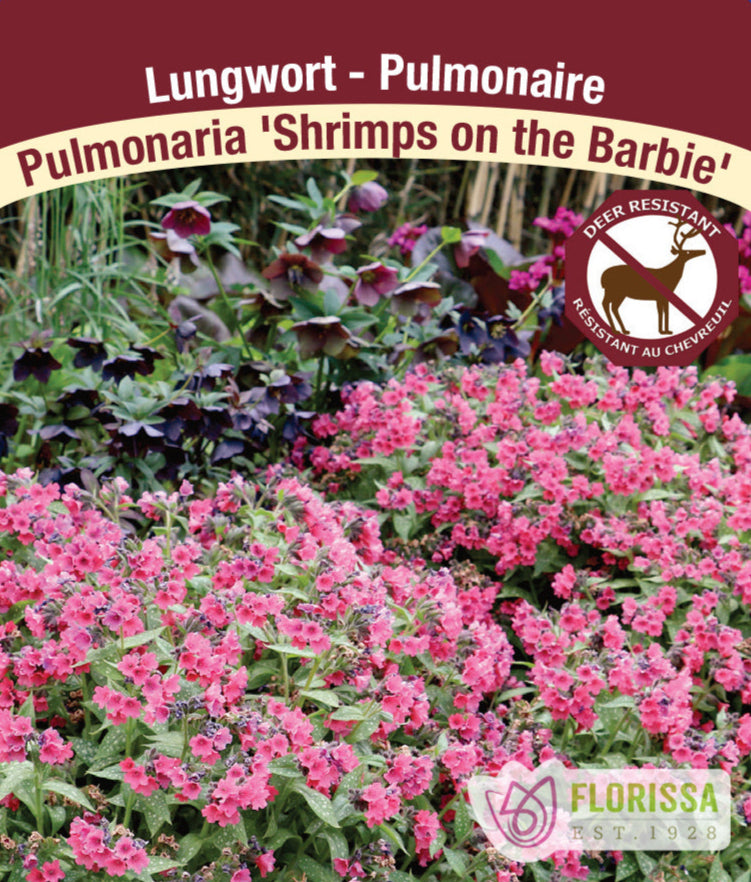 Pulmonaria - Shrimps on the Barbie, 1 Pack
