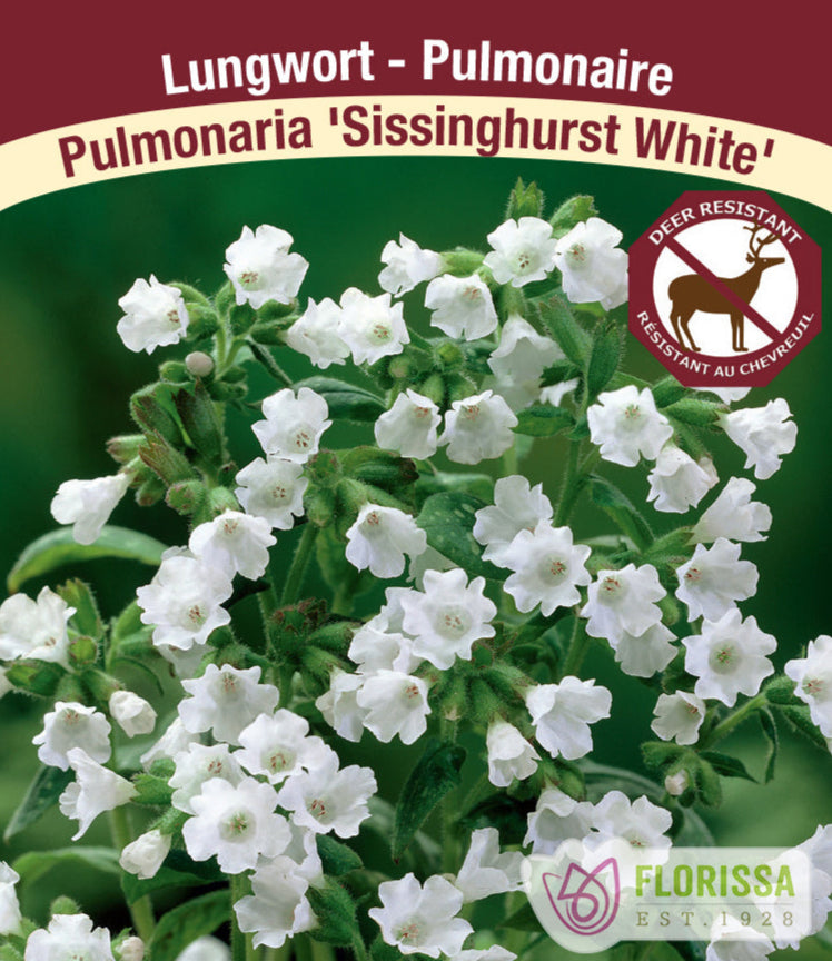 Pulmonaria - Sissinghurst White, 1 Pack