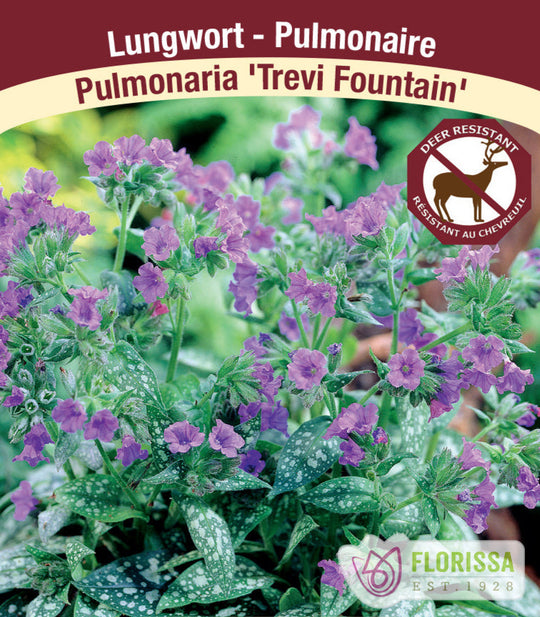 Lungwort - Trevi Fountain, 1 Pack