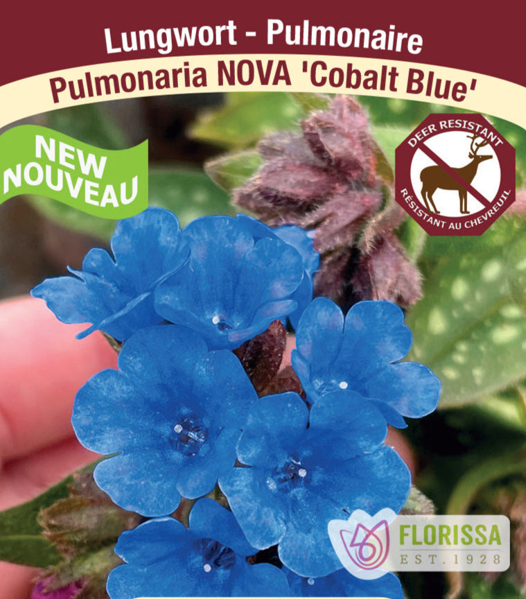 Pulmonaria Nova - Cobalt Blue, 1 Pack