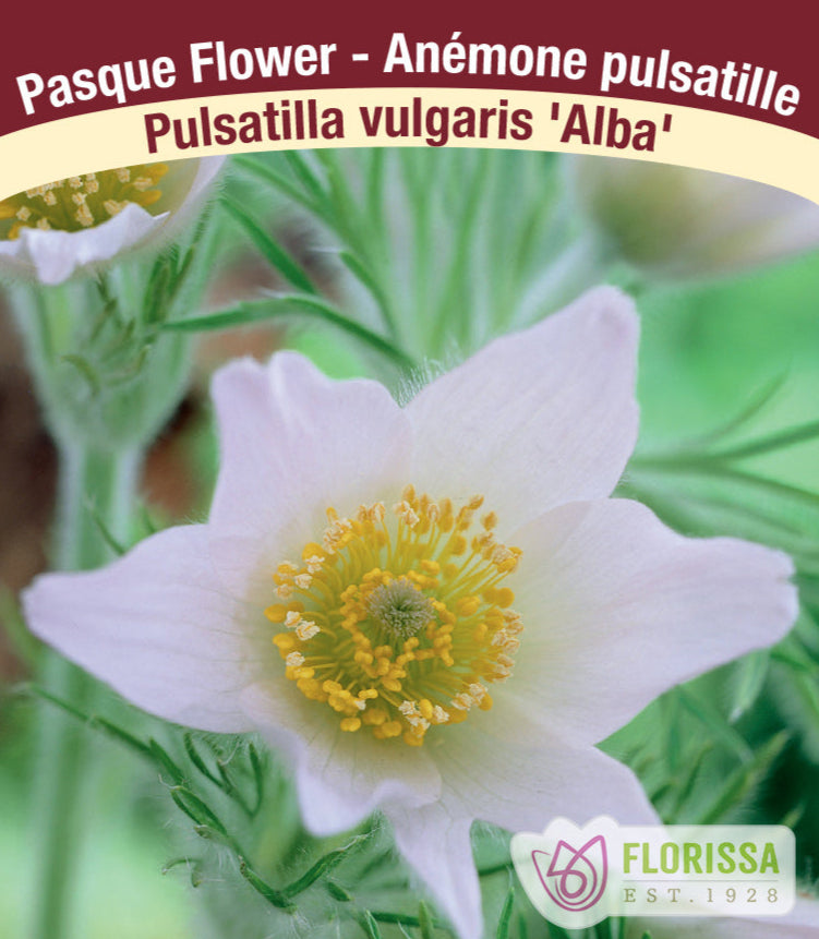Pulsatilla vulgaris - Alba, 1 Pack