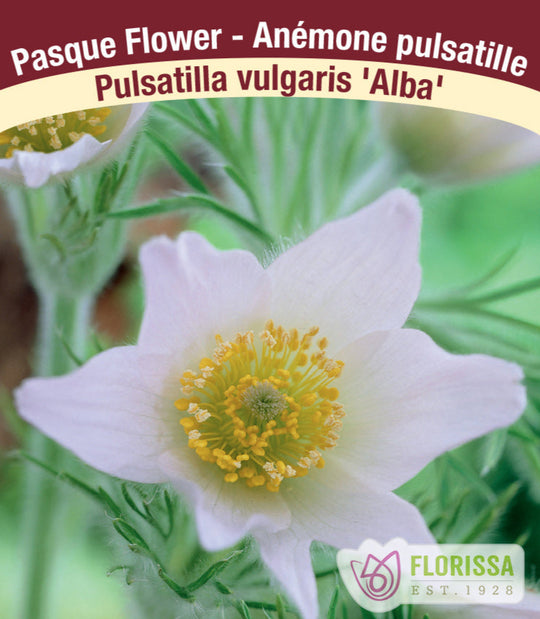 Pulsatilla vulgaris - Alba, 1 Pack
