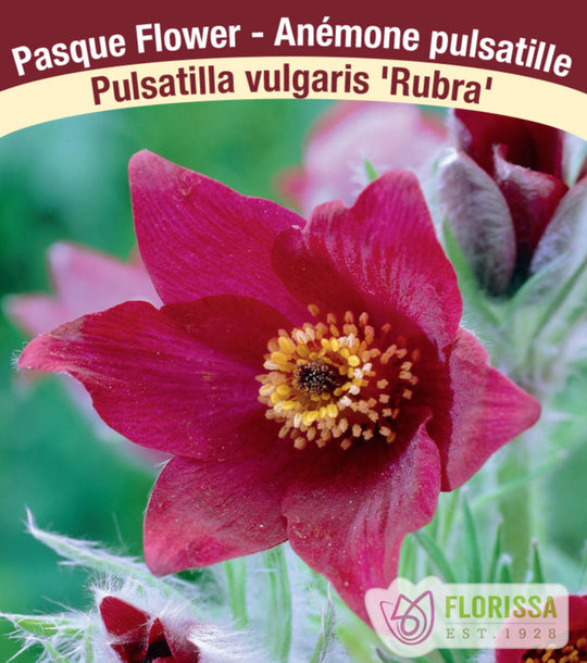 Pulsatilla vulgaris - Rubra, 1 Pack
