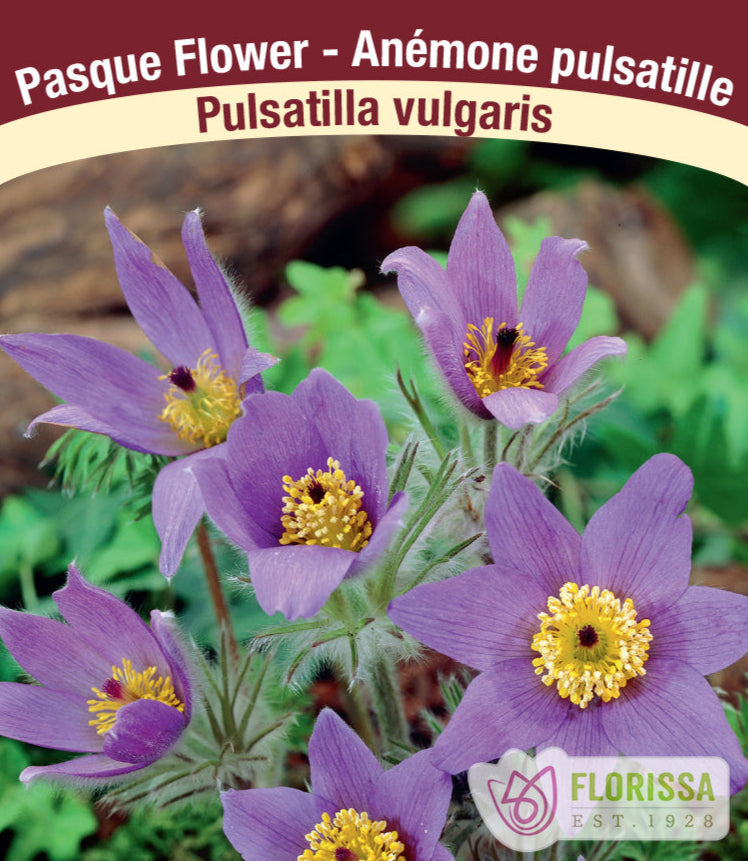 Pulsatilla vulgaris - Violet, 1 Pack