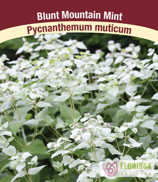 Pycnanthemum muticum, 1 Pack