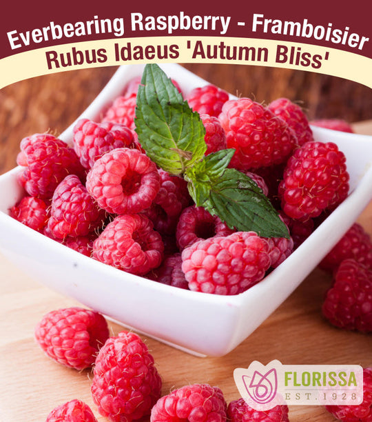 Raspberry - Autumn Bliss, Everbearing