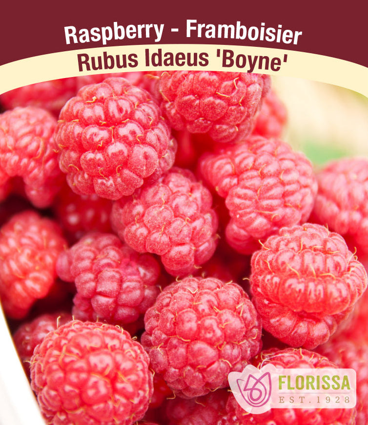 Raspberry | Boyne | Summer Bearing | 1 Gallon Pot – Wildwood Outdoor Living
