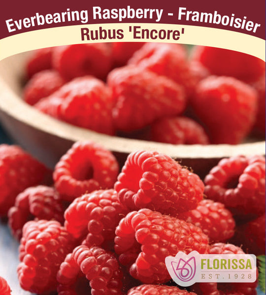 Raspberry - Encore, Everbearing