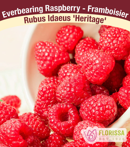 Raspberry - Heritage, Everbearing