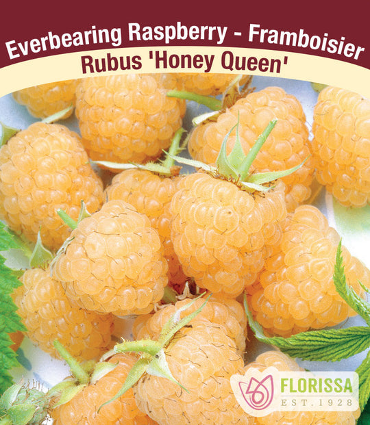 Raspberry - Honey Queen, Everbearing