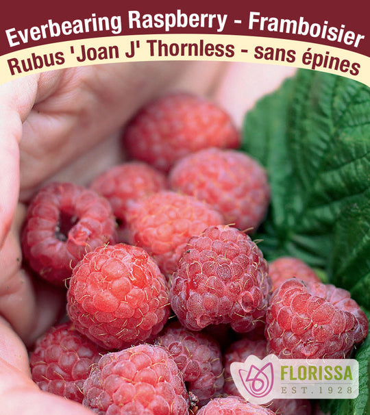 Raspberry - Joan J, Everbearing