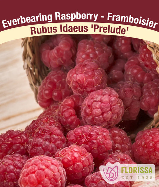 Raspberry - Prelude, Everbearing