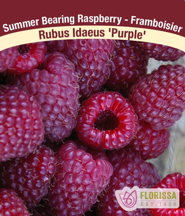 Raspberry | Purple | Summer Bearing | 1 Gallon Pot – Wildwood Outdoor ...