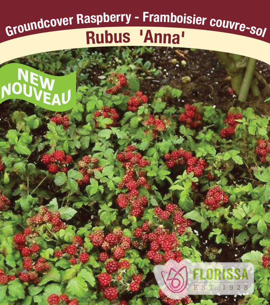 Raspberry - Anna, Groundcover