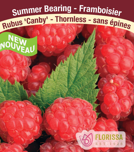 Raspberry - Canby, Summer Bearing