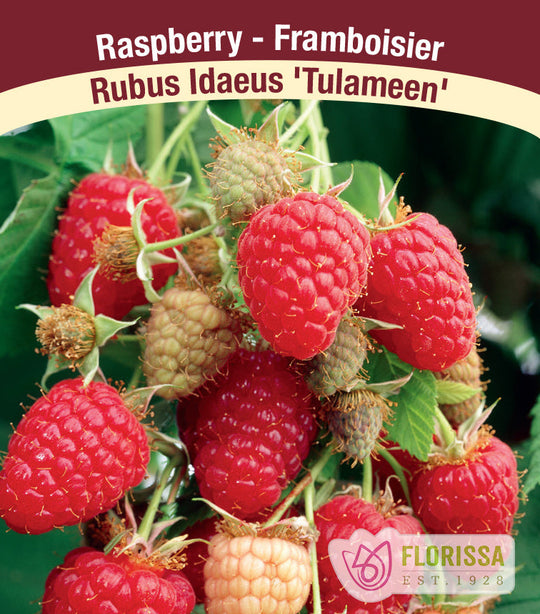 Raspberry - Tulameen, Summer Bearing