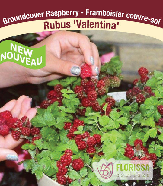 Raspberry - Valentina, Groundcover